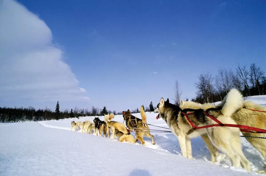 Dog Sledding