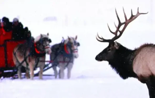 Sleigh Ride